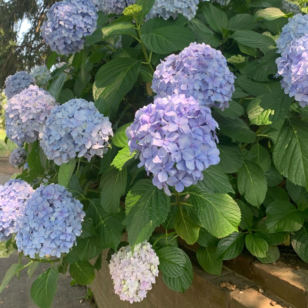 Meet your Posher, Aaliyah